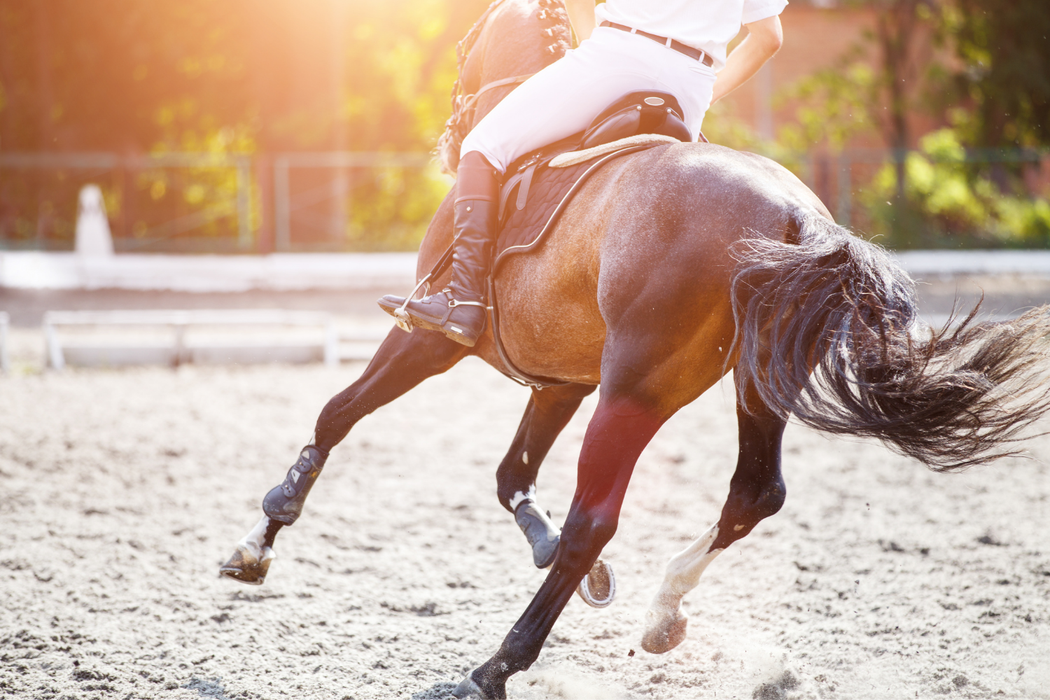 Riding Horse