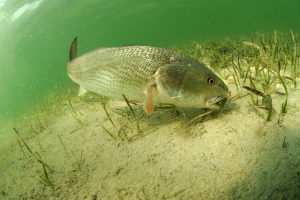 redfish